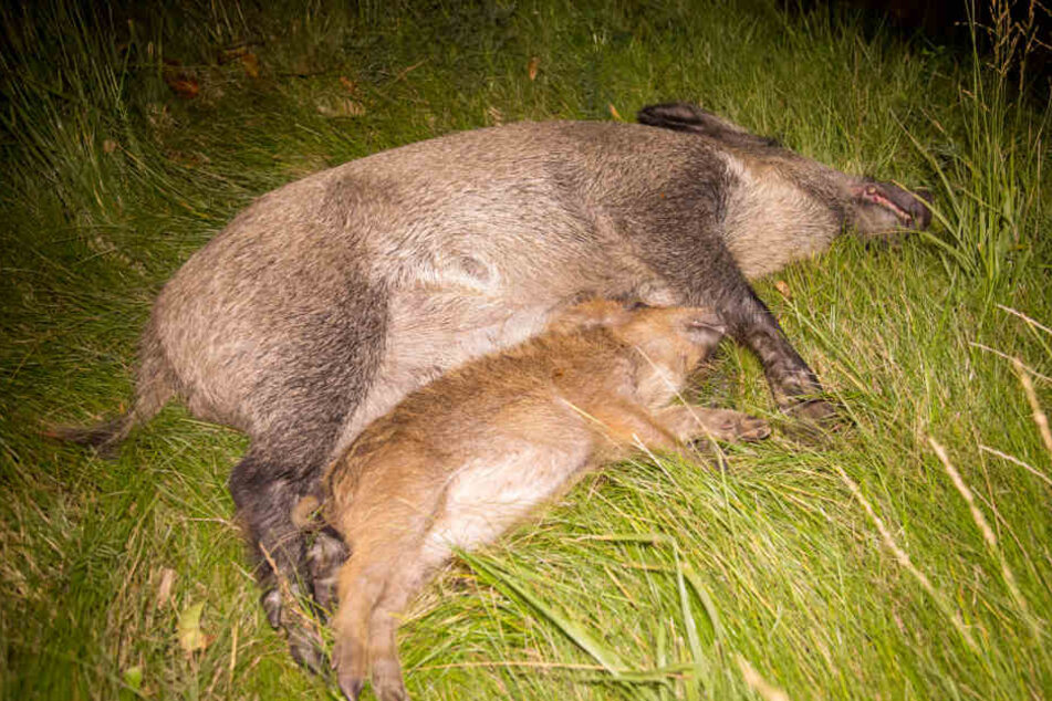 Insgesamt starben sieben Wildschweine.