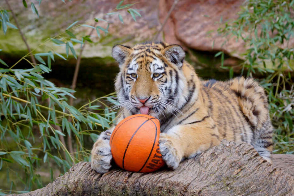 Während in Chemnitz noch gewerkelt wird, vertreibt sich Volodya im Nürnberger Tiergarten die Zeit bis zum Umzug mit einem Basketball.