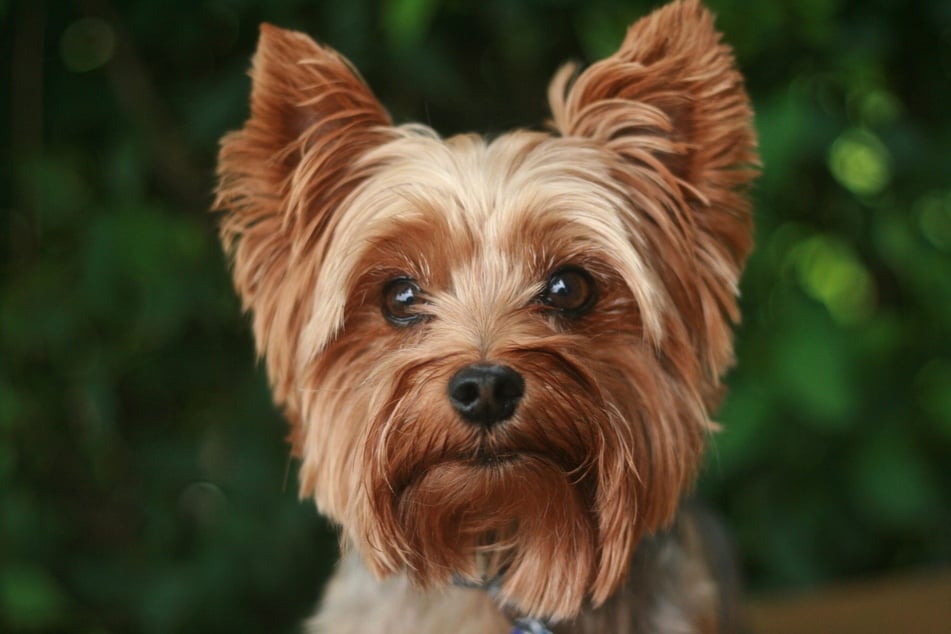 Yorkshire terriers kind-of look like rats, cute rats.