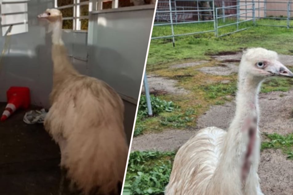 Verirrt und übel zugerichtet: Entlaufener Emu bereitet Tierschützern große Sorge