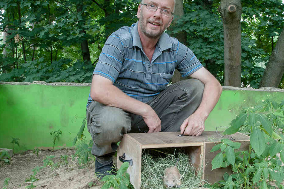 Tierparkchef Heiko Drechsler (55) freut sich über die fünf Jungtiere aus dem Dresdner Zoo.