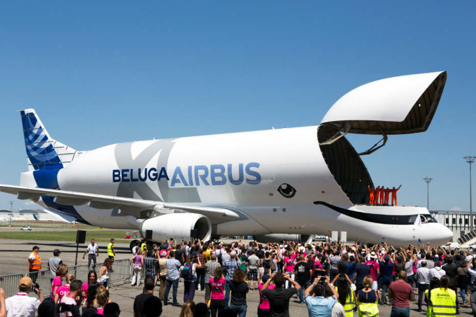 Der BelugaXL kann wie sein Vorgänger die Nase hochklappen und im Inneren große Flugzeugteile transportieren.