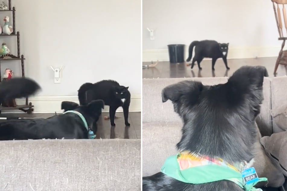 Frightened cat no longer recognizes her dog bestie for this silly reason!