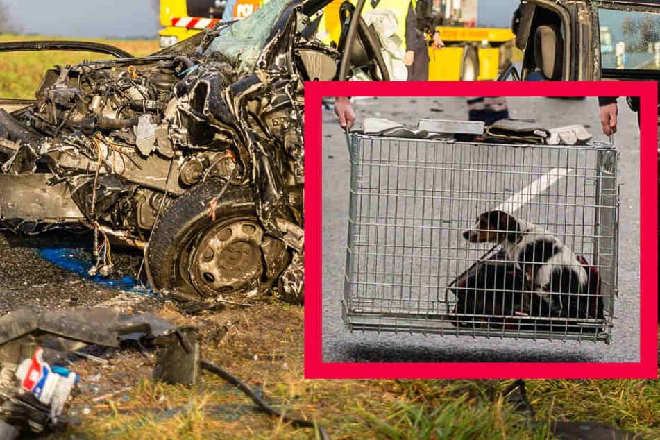 Junge Frau (27) stirbt bei Horror-Crash, doch ihr Hund überlebt