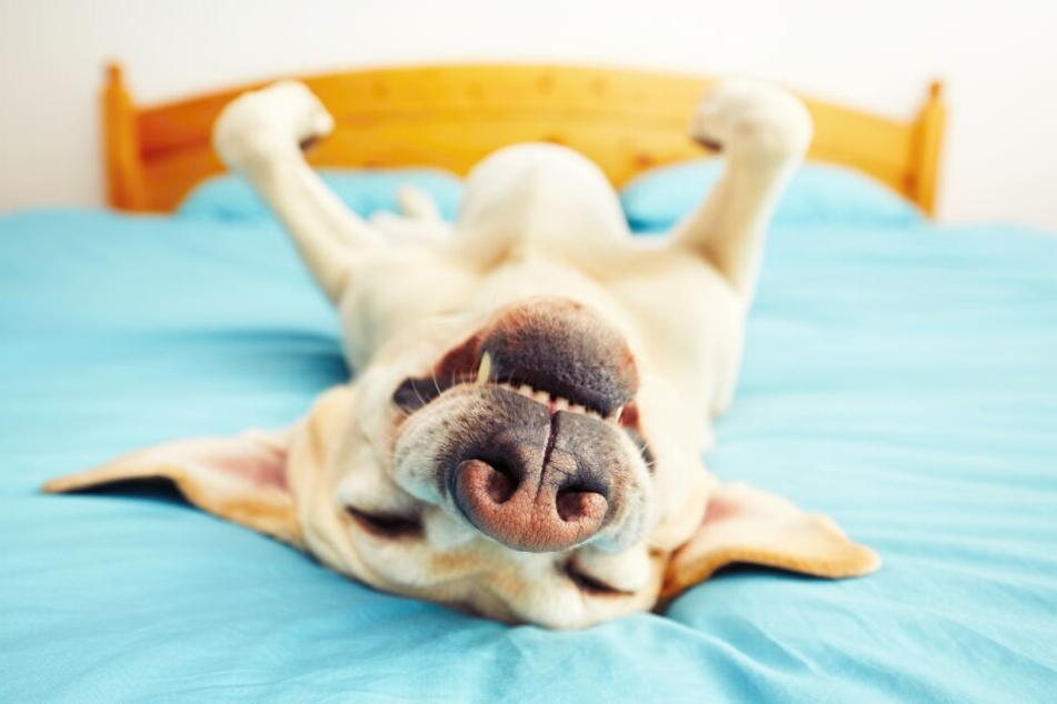 Auch Hunde brauchen Phasen der Entspannung und des Tiefschlafs.