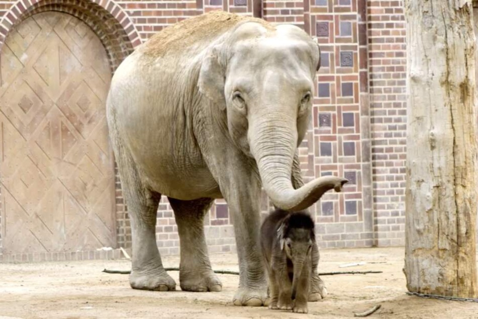Mit Tante Don Chung (36) erkundet der kleine Elefantenbulle zweimal täglich die Außenanlage.