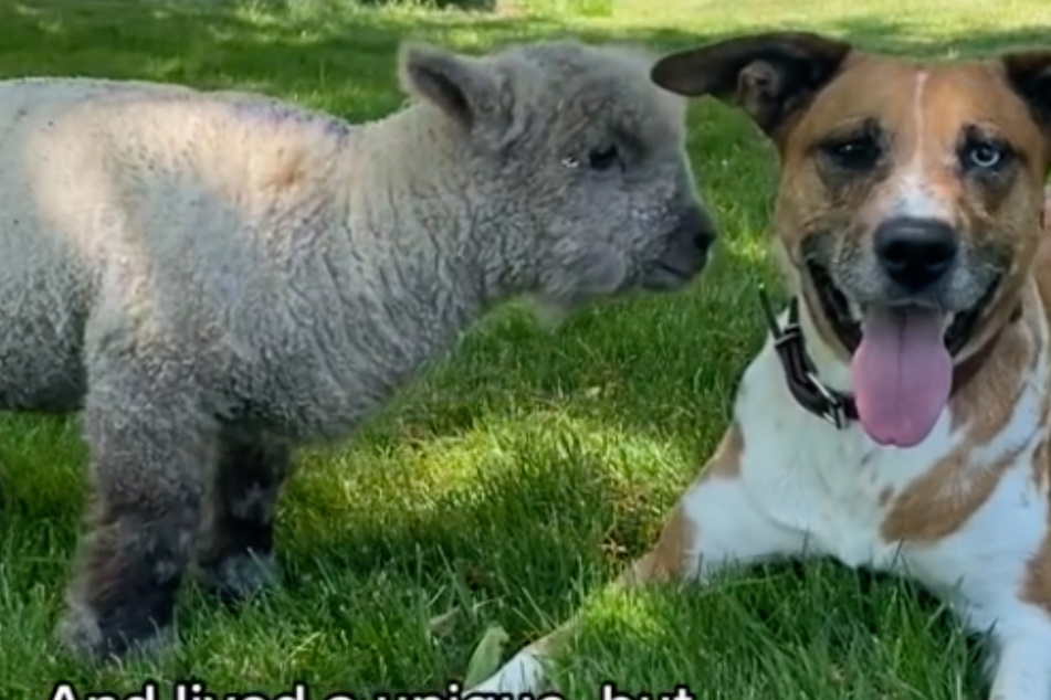 Als Beau groß genug war, durfte sie zu ihren Artgenossen auf die Weide. Trotzdem sehen sich Hündin und Schaf noch immer täglich.