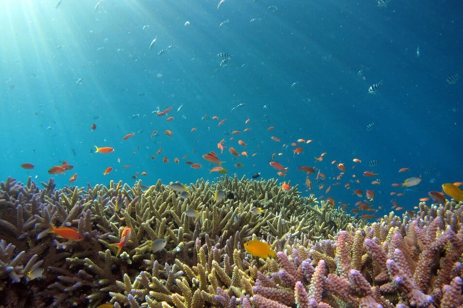 David Attenborough's latest film Ocean, highlighting the perils facing the world's seas, marks its global premiere in London on Tuesday.