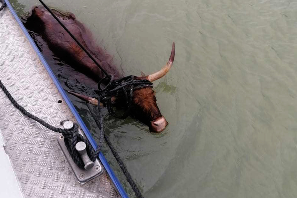 Das Rind war zuvor aus seiner Herde ausgebrochen und in Richtung Kanal gelaufen.