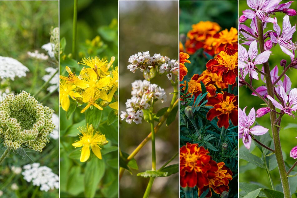 Phototoxisch sind u. a. Wilde Möhre, Johanniskraut, Buchweizen, Studentenblumen und der Diptam (v.l.n.r.).