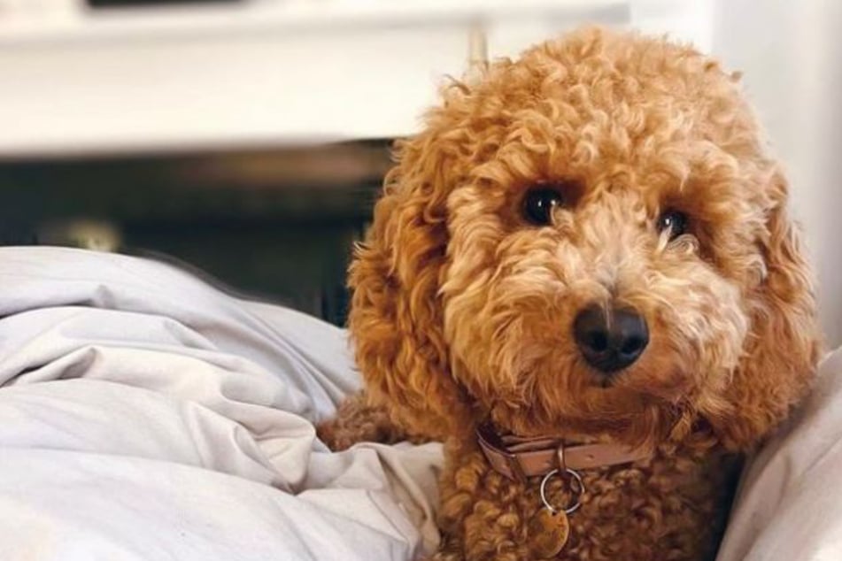 Als Besitzer in Video sehen, was ihr Hund macht, wenn sie weg sind, bricht ihnen das Herz