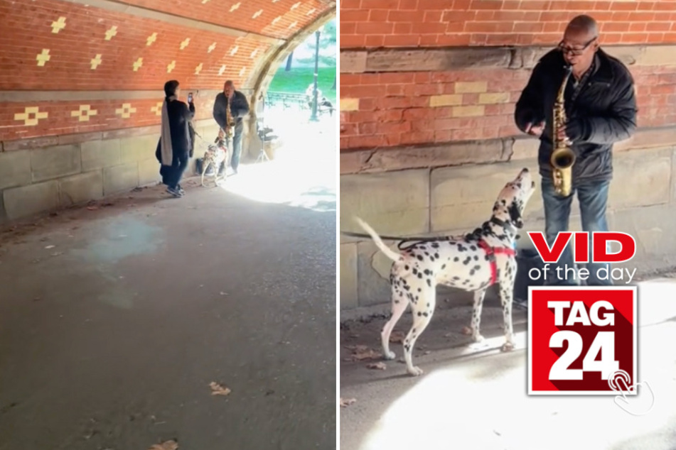 viral videos: Viral Video of the Day for October 19, 2023: Dalmatian hits the high notes!