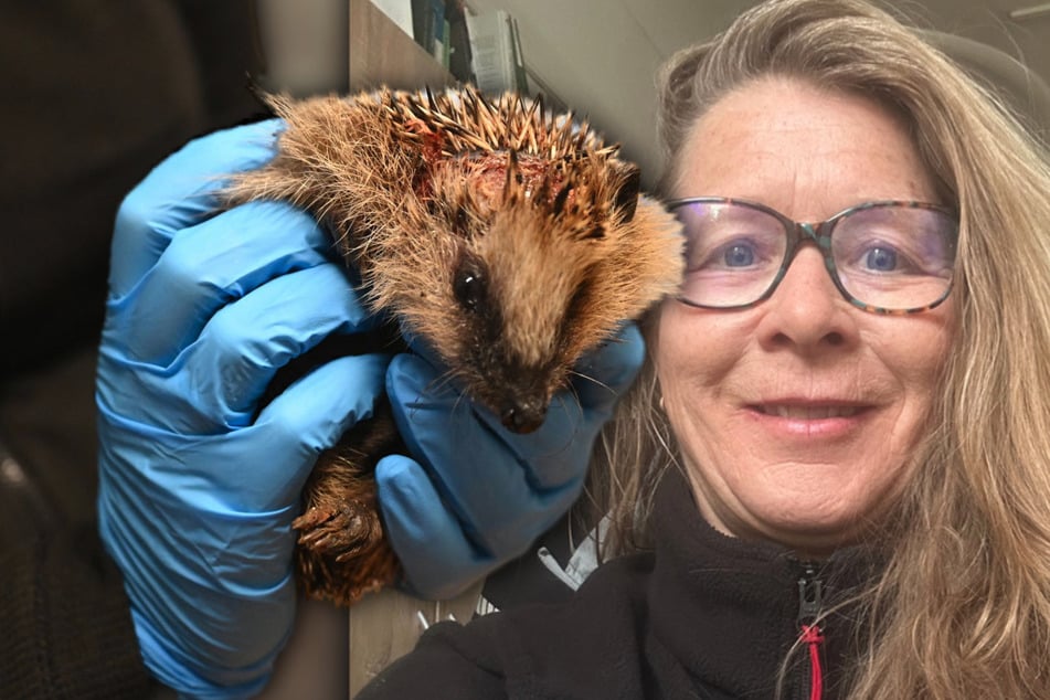Expertin alarmiert: Falsche Tierliebe ist für Igel gefährlich