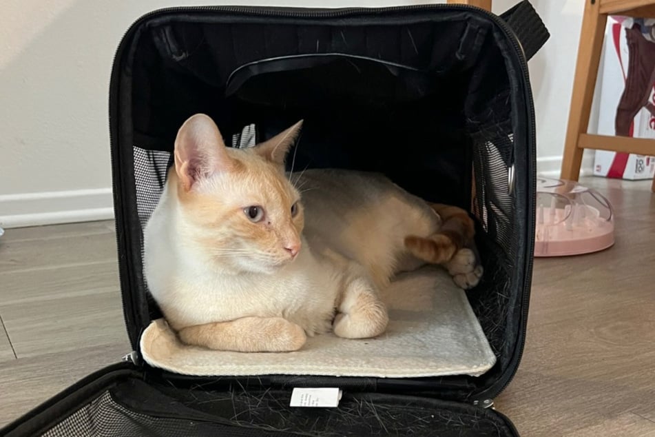 Když už nemusel jezdit v přepravní krabici, Mozz si v ní udělal opravdu pohodlné místo.