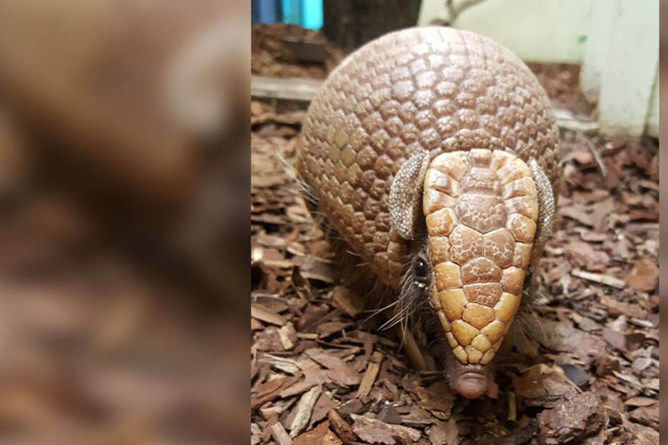 Kugelgürteltier "Pacho" ist der neueste Bewohner im Chemnitzer Tierpark.