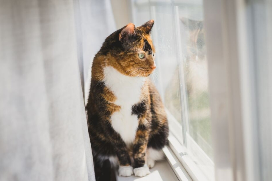 A nice window seat is enough to make the cat happy.