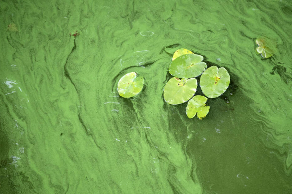 Algen auf einem See. (Symbolbild)