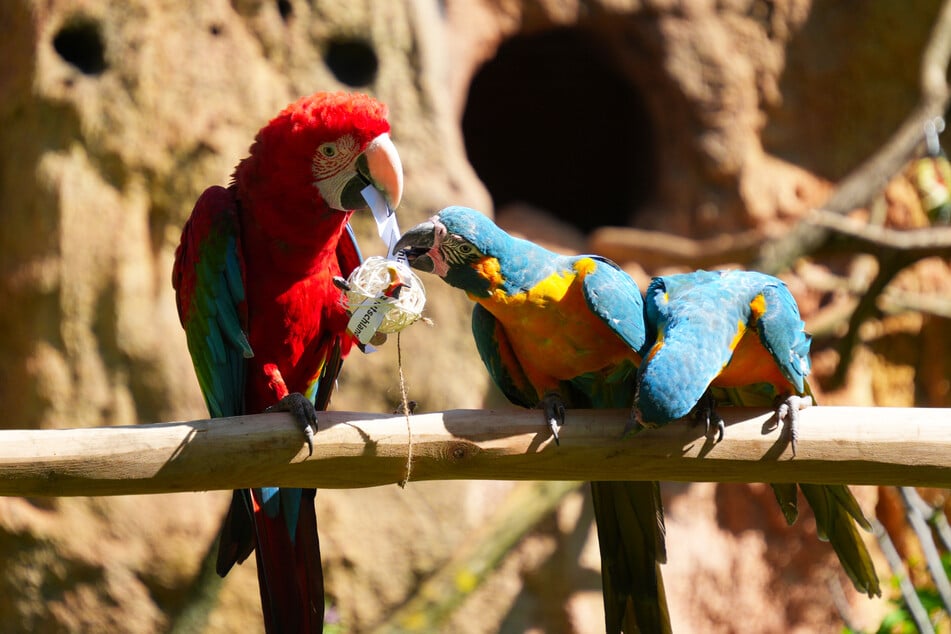 Das Arakel schnappte sich entschlossen den deutschen Weideball.
