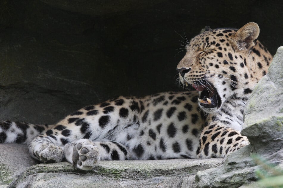 Leipzigs Amurleopard Xembalo ist in hohem Alter gestorben.