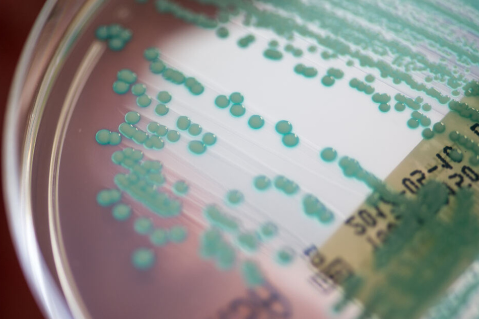 Eine Petrischale mit multiresistenten Keimen, Universitätsklinikum Regensburg.
