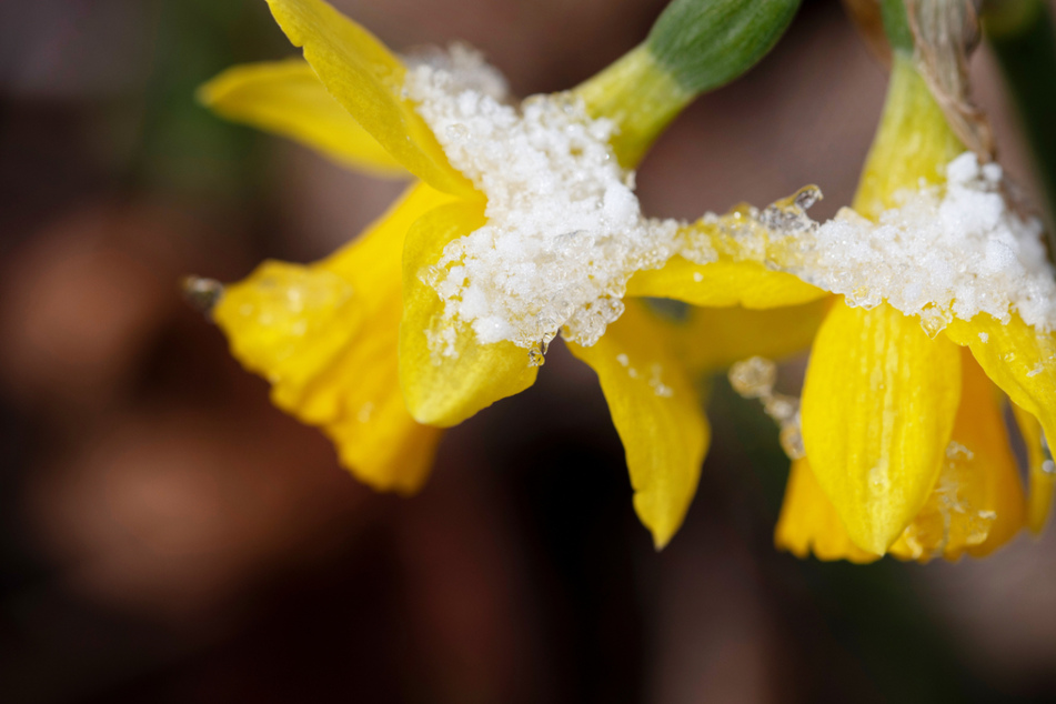 Der April 2021 hatte in Hessen bisher ungewöhnlich viele Frosttage (Symbolbild).