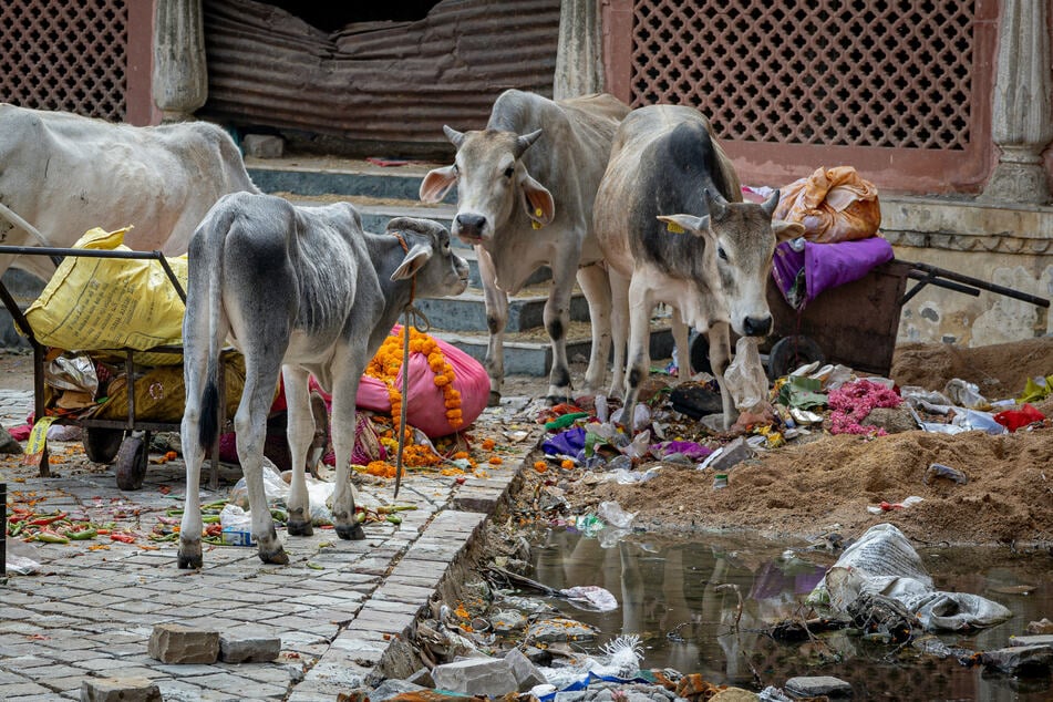 Plastic pollution alliance exposed for producing more waste than they remove