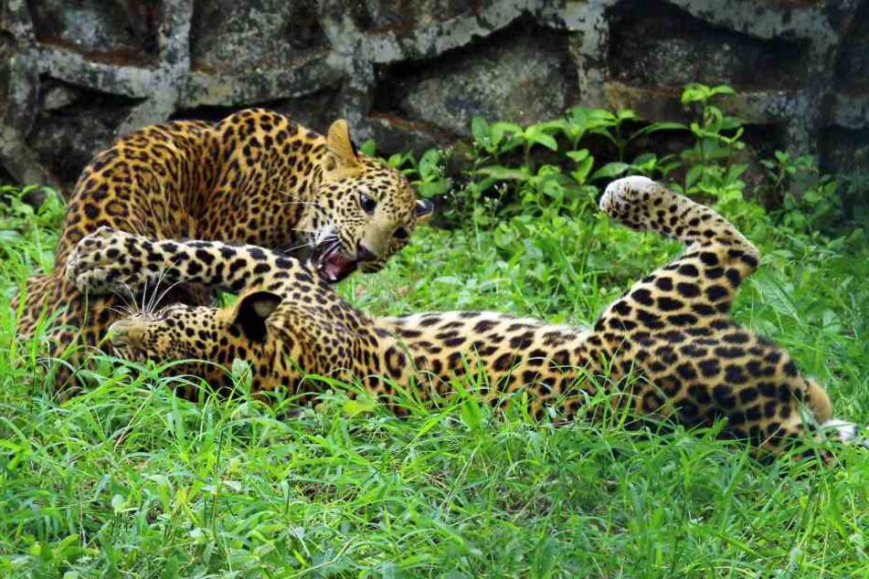 Auf der Welt gibt es nur noch rund 500 China-Leoparden.