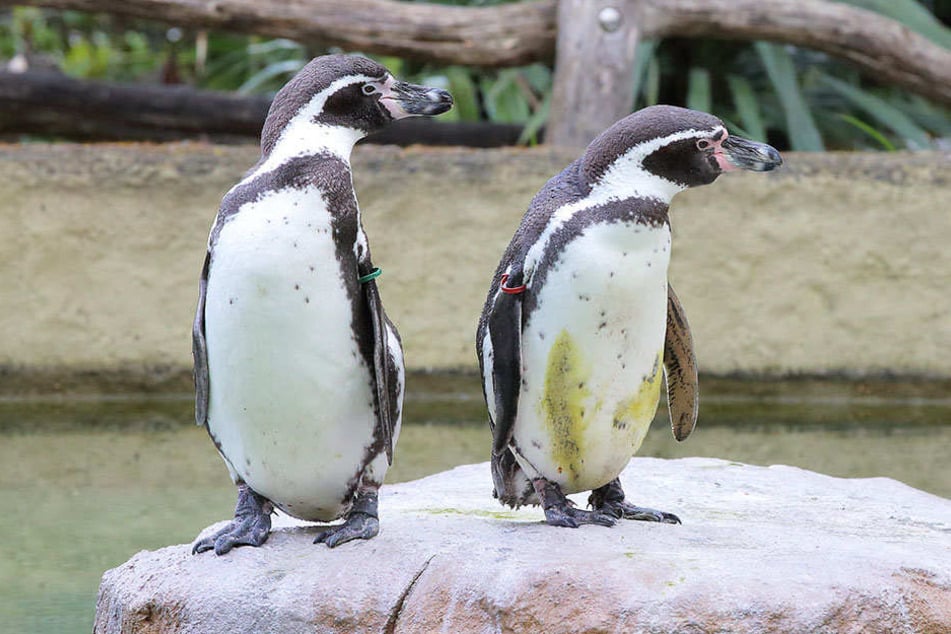 Pärchen-Bildung bei den Pinguinen.
Der Zoo hofft auf Nachwuchs.