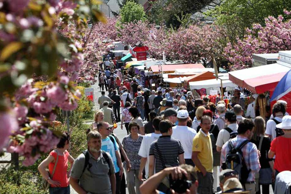 Das Baumblütenfest in Werder ist eines der größten Volksfeste in Deutschland.