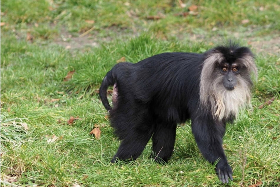 Einbruch im Leipziger Zoo: Kripo sucht geklauten Affen!