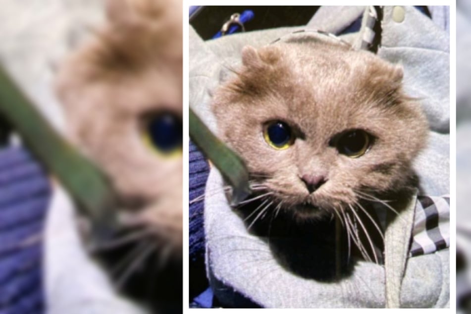 Tragetasche vor Tierheim abgestellt: Polizisten finden ausgesetztes Katzen-Baby