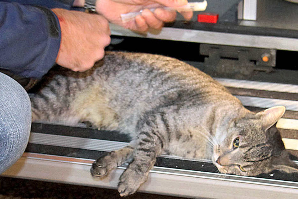 In Gebsattel im Landkreis Ansbach (Bayern) wurde eine Katze angeschossen. (Symbolbild)