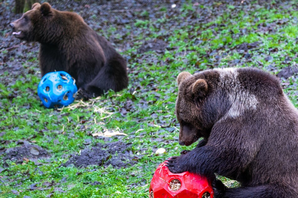 Neues Zuhause: Freya und Thor erkunden den Bärenwald