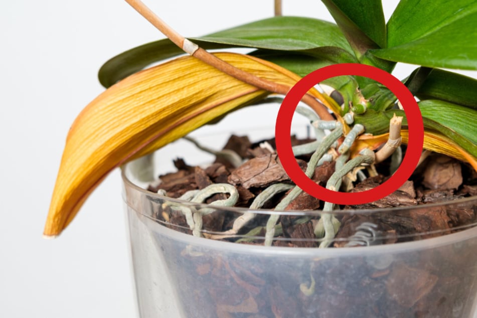 Verwelkte Blätter einer Orchidee entfernt man direkt am Ansatz durch Zupfen.