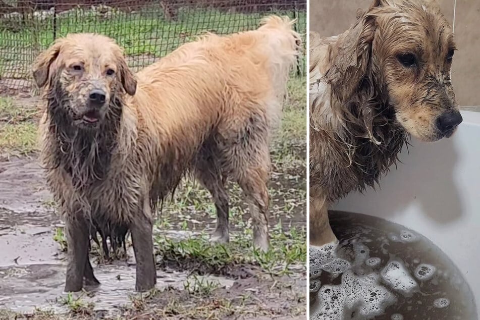 Bitter für Lana: Nach ihren Eskapaden geht es für sie direkt in die Wanne - mit ganz viel Shampoo.