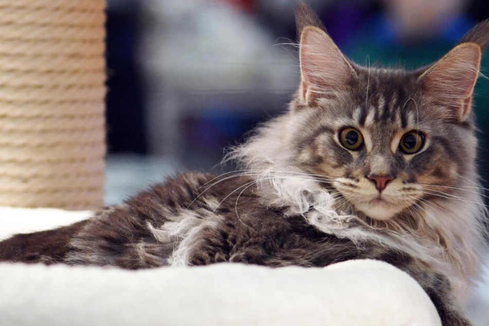 Die verschiedensten Katzenrassen kann man in Gotha bewundern.