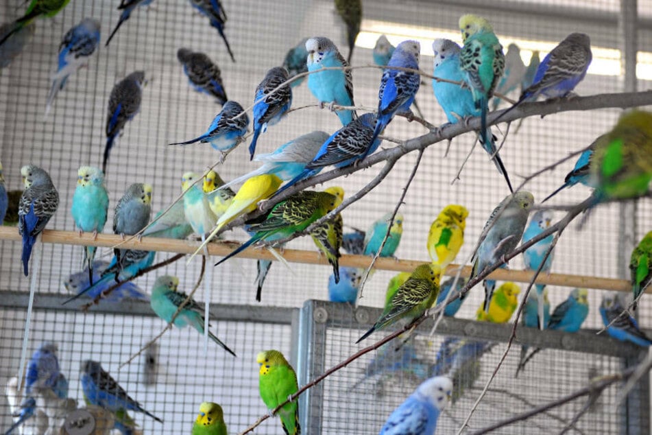 Zahlreiche Wellensittiche sitzen in einer Voliere im Tierheim. In einer Wohnung in Friedrichshain-Kreuzberg wurden bei einem Einsatz 2018 unter anderem 215 Kanarienvögel beschlagnahmt. (Symbolfoto)