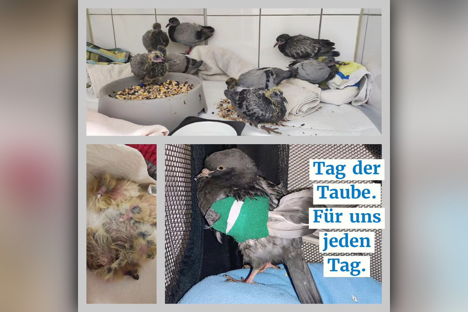 Der Tierschutzverein Halle führt mehrere Taubenschläge und Pflegestellen.