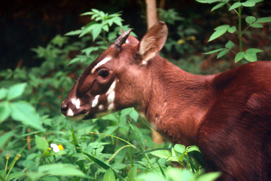 Das seltenste Tier der Welt, das Waldrind Saola, bekommt man kaum vor die Linse.
