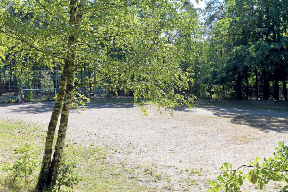 Dieser Bolzplatz im Albertpark könnte zum richtigen Sportplatz werden.