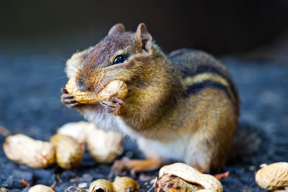 Gehört dieses süße Streifenhörnchen zu den verfressenen Tieren, die viel essen?