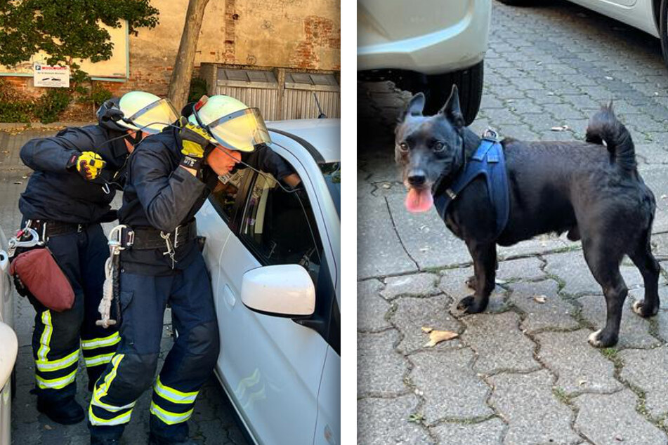 Heroischer Rettungseinsatz: Hund aus überhitztem Auto befreit!