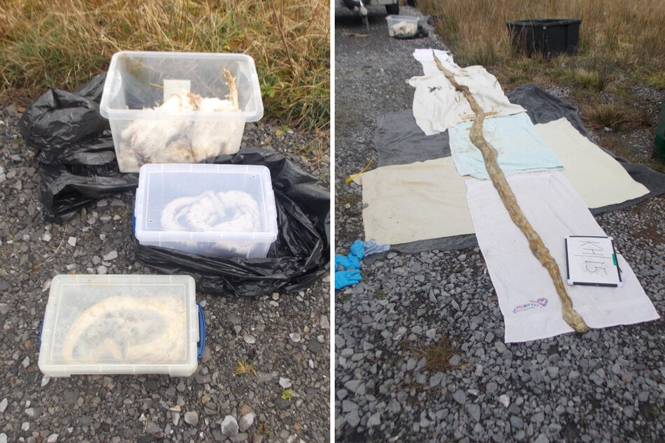 In Kisten, Müllsäcken und Kissenbezügen: 27 tote Schlangen an Straßenrand entdeckt!