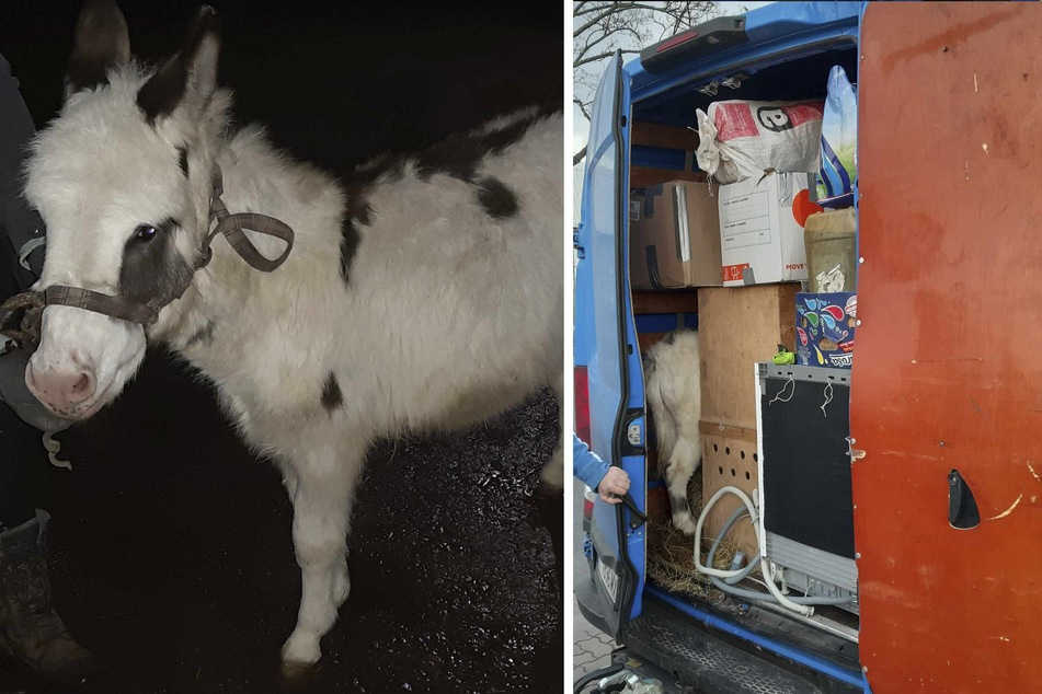 Esel und Stinktiere! Polizei findet 37 Tiere in überladenem Transporter