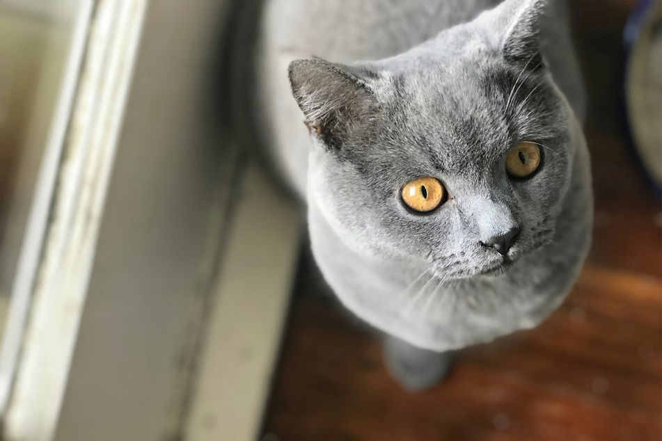British Shorthairs are some of the most famous and beloved cats in the world.