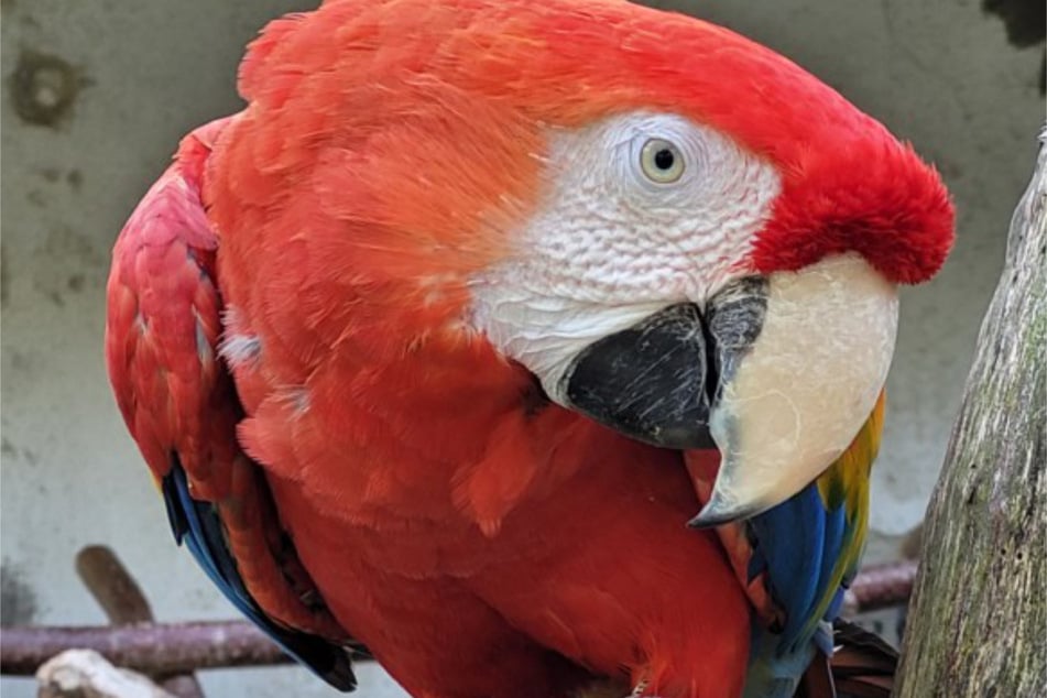 Besucher können im Zoo Magdeburg etwas über die etwa 350 Papageienarten lernen.