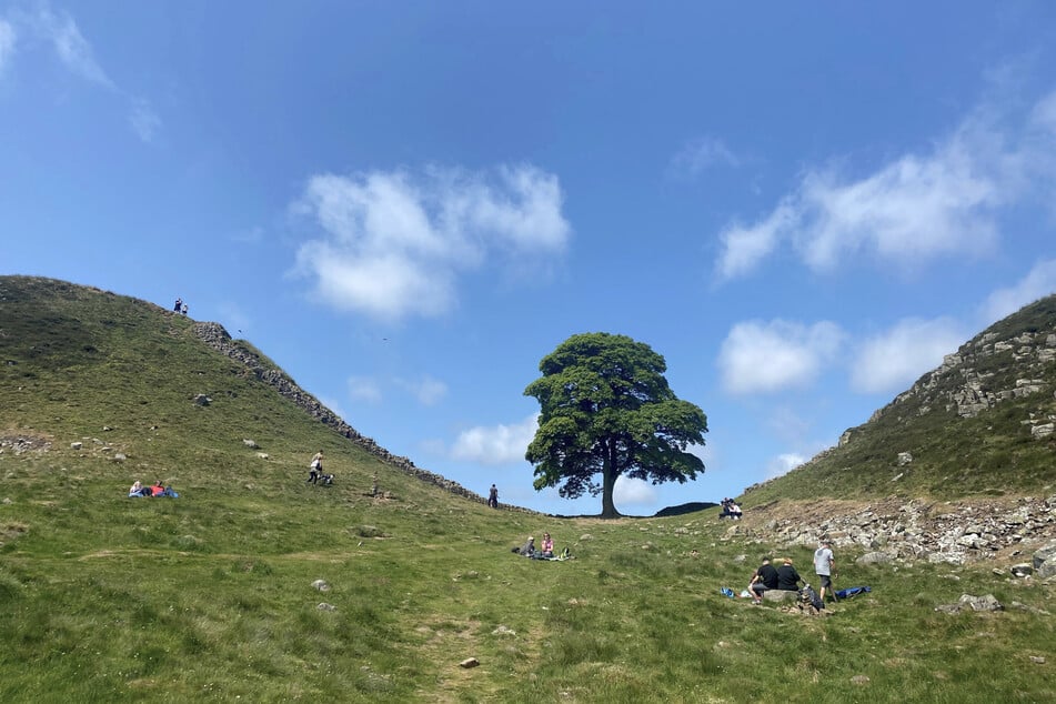 Une photo qui rappelle aux fans de cinéma les jours passés. Le grand érable était l'emblème de la fameuse « Sycamore Gap » dans le Northumberland.