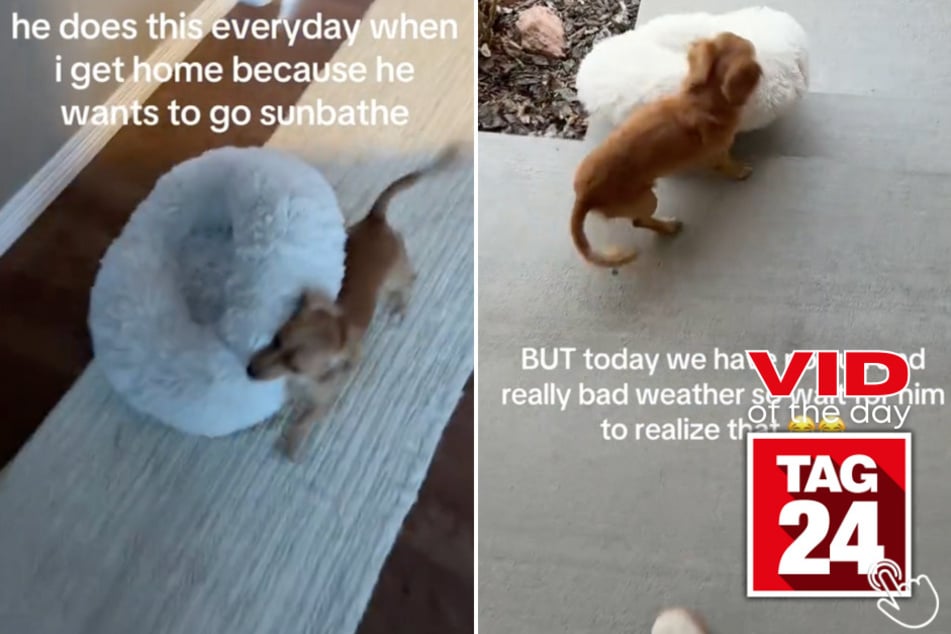 Today's Viral Video of the Day features a dachshund that's obsessed with lounging outside by the sun.