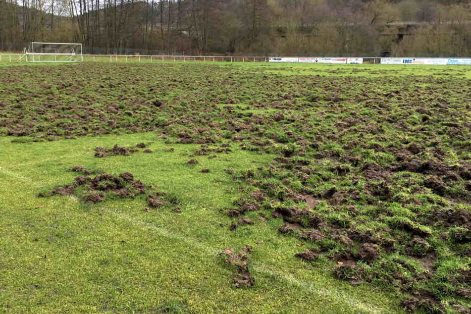 Die Wildschweine hinterließen ein absolutes Bild der Verwüstung (Archivbild).