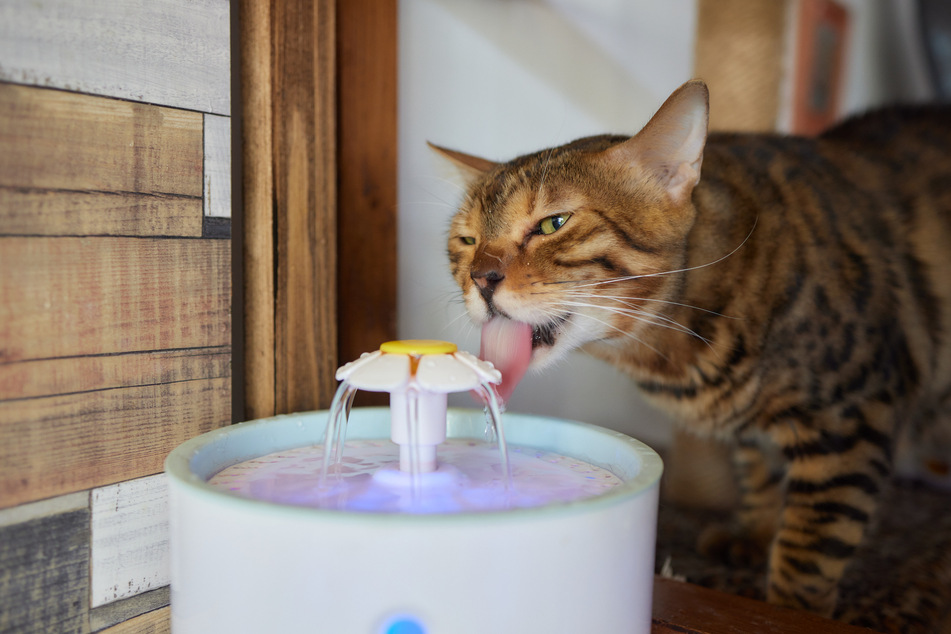 Ein Katzenbrunnen animiert eine Katze auf spielerische Weise zum Trinken.